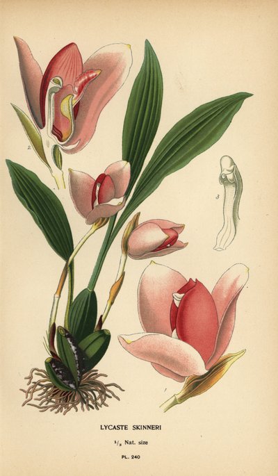 Orquídea Lycaste virginalis (Lycaste skinneri). Cromolitografía de una ilustración de Desire Bois de Edward Step