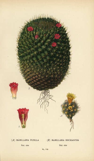 Mammillaria prolifera y Mammillaria rhodantha. de Désiré Georges Jean Marie Bois