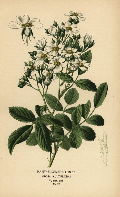 Rosa multifloral, Rosa multiflora. de Désiré Georges Jean Marie Bois