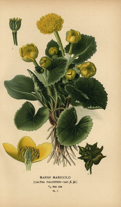 Caléndula de los pantanos, Caltha palustris. de Désiré Georges Jean Marie Bois