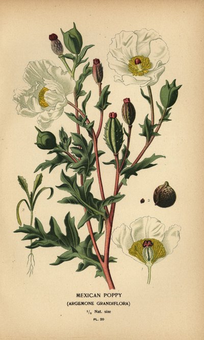 Amapola mexicana, Argemone grandiflora. de Désiré Georges Jean Marie Bois