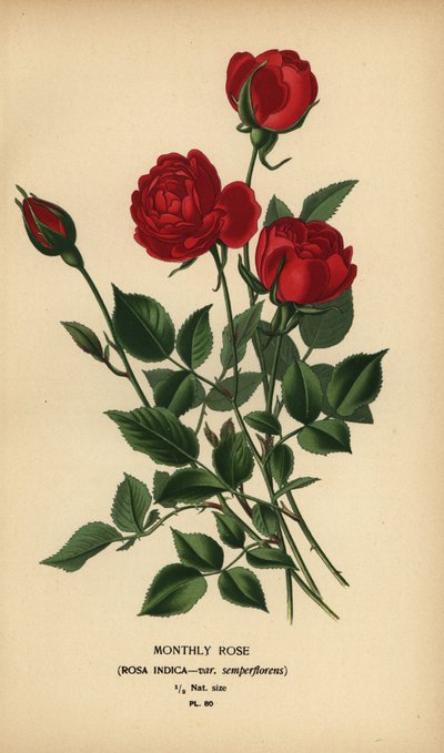 Rosa mensual, Rosa chinensis var. semperflorens. de Désiré Georges Jean Marie Bois