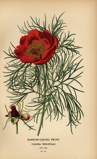 Peonía de hoja estrecha, Paeonia tenuifolia, de Désiré Georges Jean Marie Bois