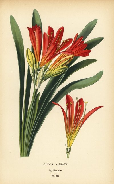Lirio de Natal o lirio de arbusto, Clivia miniata. Cromolitografía de una ilustración de Desire Bois de Edward Step