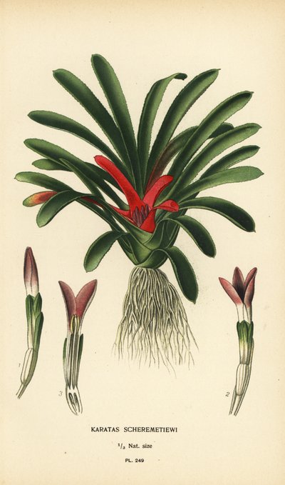 Nidularium scheremetiewii (Karatas scheremetiewi). Cromolitografía de una ilustración de Desire Bois de Edward Step