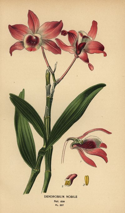 Orquídea dendrobium noble, Dendrobium nobile. Cromolitografía a partir de una ilustración de Desire Bois de Edward Step