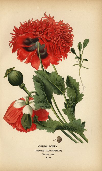 Adormidera, Papaver somniferum. de Désiré Georges Jean Marie Bois