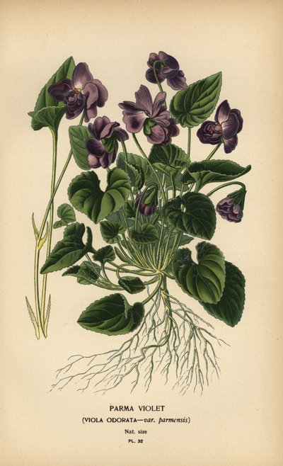 Violeta de Parma, Viola odorata. de Désiré Georges Jean Marie Bois