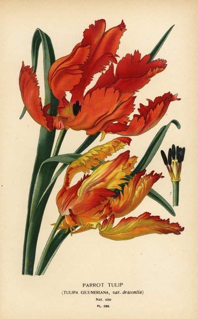 Tulipán loro, Tulipa gesneriana var. dracontia. Cromolitografía a partir de una ilustración de Desire Bois de Edward Step