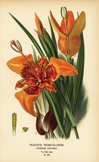 Flor del tigre del pavo real, Tigridia pavonia. Cromolitografía a partir de una ilustración de Desire Bois de Edward Step