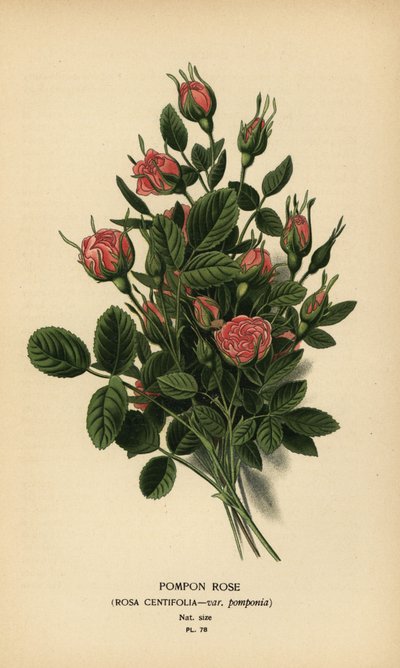Rosa pompón, Rosa centifolia var. pomponia. de Désiré Georges Jean Marie Bois
