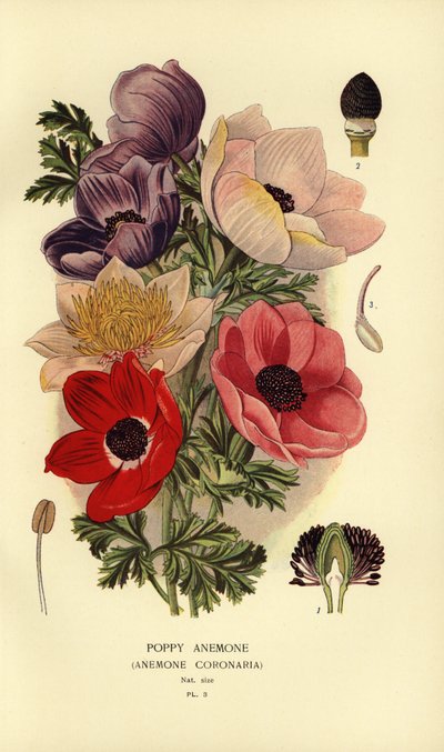 Anémonas de amapola, Anemone coronaria. de Désiré Georges Jean Marie Bois