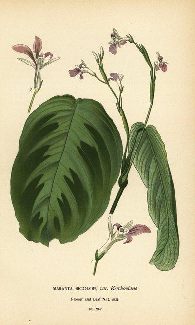 Planta de la oración, Maranta leuconeura (Maranta bicolor var. Kerchoviana). Cromolitografía a partir de una ilustración de Desire Bois de Edward Step