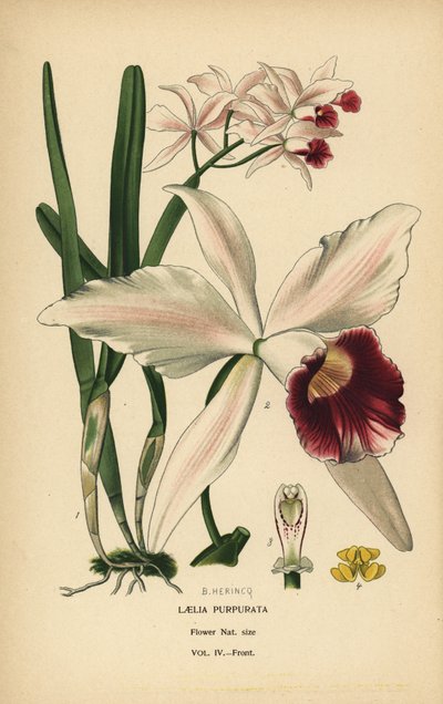 Orquídea laelia de color púrpura, Cattleya purpurata (Laelia purpurata). Cromolitografía de una ilustración de B. Herincq de Edward Step