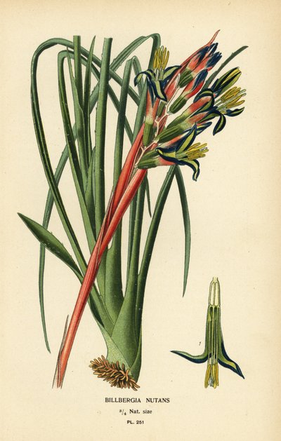 Planta de las lágrimas de la reina, Billbergia nutans. Cromolitografía de una ilustración de Desire Bois de Edward Step
