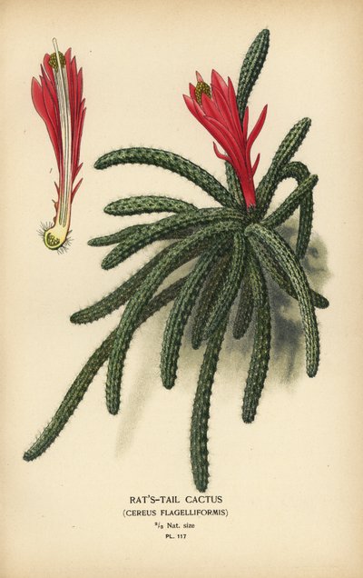 Cactus cola de rata, Disocactus flagelliformis. de Désiré Georges Jean Marie Bois