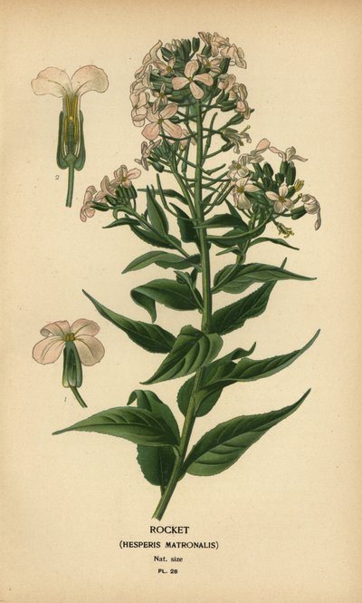 Cohete, Hesperis matronalis. de Désiré Georges Jean Marie Bois