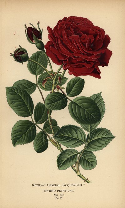 Rosa General Jacqueminot, híbrido perpetuo. de Désiré Georges Jean Marie Bois
