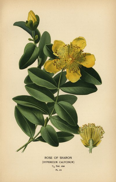 Rosa de Sarón, Hypericum calycinum. de Désiré Georges Jean Marie Bois