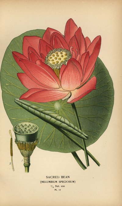 Haba sagrada o loto indio, Nelumbo nucifera. de Désiré Georges Jean Marie Bois