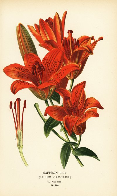 Lirio del azafrán, Lilium croceum. Cromolitografía de una ilustración de Desire Bois de Edward Step