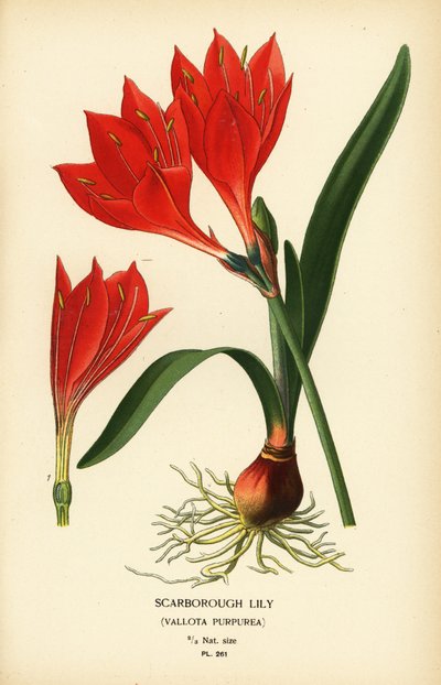 Lirio de Scarborough, Cyrtanthus elatus (Vallota purpurea). Cromolitografía de una ilustración de Desire Bois de Edward Step