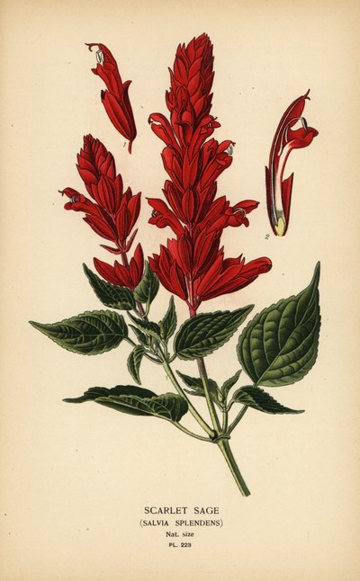 Salvia escarlata, Salvia splendens. Cromolitografía de una ilustración de Desire Bois de Edward Step