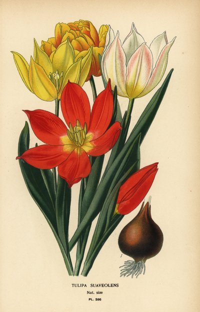 Tulipán de Schrenck, Tulipa suaveolens o Tulipa schrenkii. Cromolitografía a partir de una ilustración de Desire Bois de Edward Step