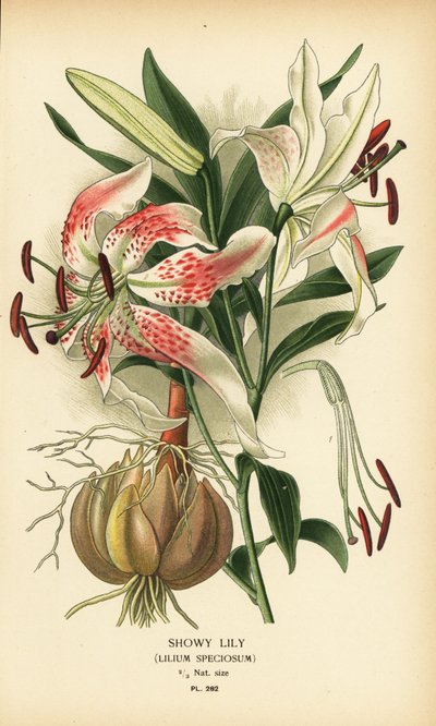 Lirio vistoso, Lilium speciosum. Cromolitografía de una ilustración de Desire Bois de Edward Step