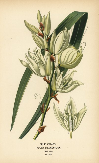 Hierba de seda, Yucca filamentosa. Cromolitografía a partir de una ilustración de Desire Bois de Edward Step