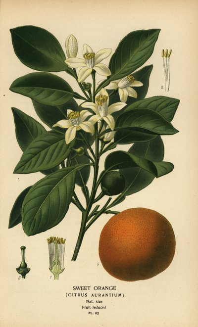 Naranja dulce, Citrus x aurantium. de Désiré Georges Jean Marie Bois