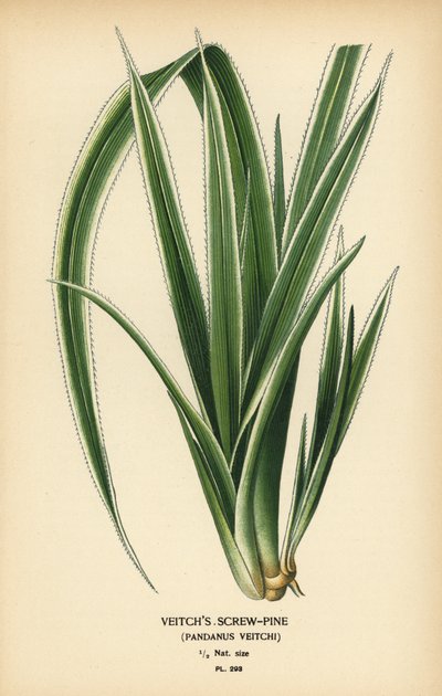 Pino tornillo de Tahití, Pandanus tectorius (Pino tornillo de Veitch, Pandanus veitchii). Cromolitografía a partir de una ilustración de Desire Bois de Edward Step