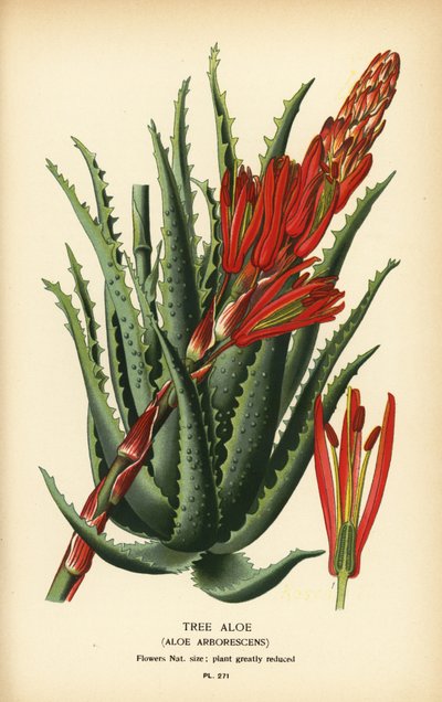 Aloe arbóreo, Aloe arborescens. Cromolitografía a partir de una ilustración de Desire Bois de Edward Step
