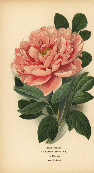 Peonía de árbol, Paeonia moutan. de Désiré Georges Jean Marie Bois