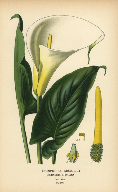 Lirio trompeta, lirio arum o lirio Calla, Zantedeschia aethiopica (Richardia africana). Cromolitografía de una ilustración de Desire Bois de Edward Step