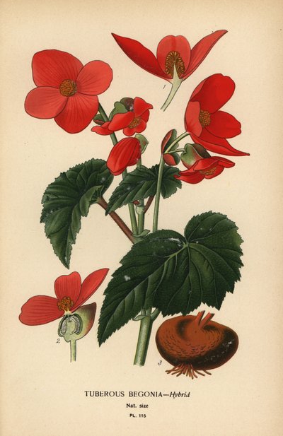 Híbrido de begonia tuberosa. de Désiré Georges Jean Marie Bois