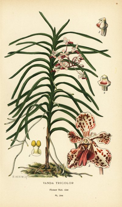 Orquídea Vanda tricolor. Cromolitografía de una ilustración de B. Herincq de Edward Step