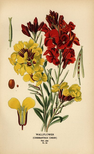 Alhelíes, Erysimum × cheiri. de Désiré Georges Jean Marie Bois