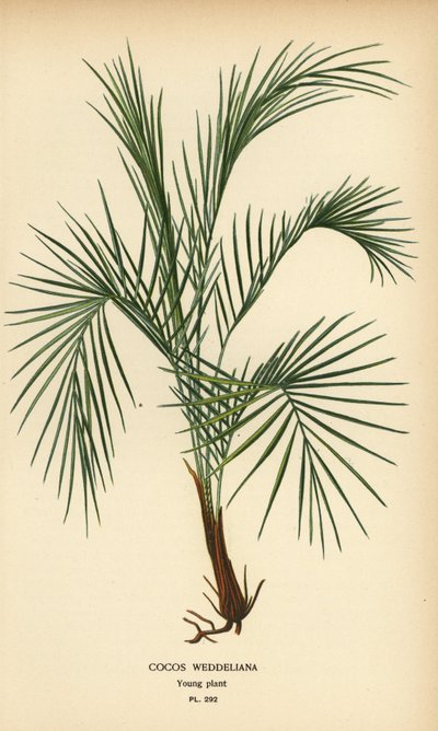 Palmera de Weddell, Lytocaryum weddellianum, planta joven (Cocos weddeliana). Cromolitografía a partir de una ilustración de Desire Bois de Edward Step