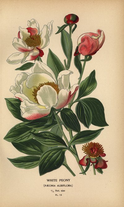 Peonía blanca, Paeonia lactiflora. de Désiré Georges Jean Marie Bois