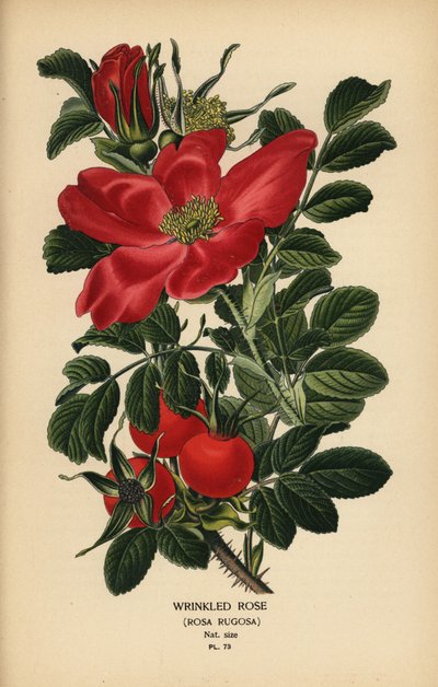 Rosa arrugada, Rosa rugosa. de Désiré Georges Jean Marie Bois
