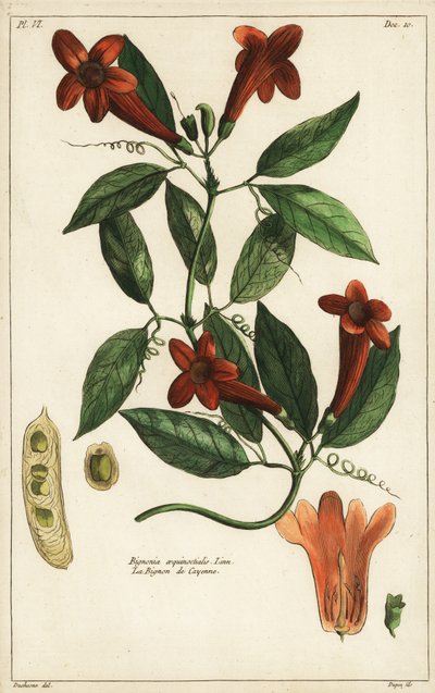 Ajo, Bignonia aequinoctialis, Linn de Duchesne Duchesne