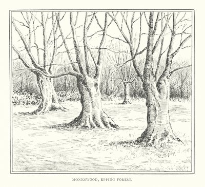 Monkswood, Epping Forest (litografía) de Duncan Moul
