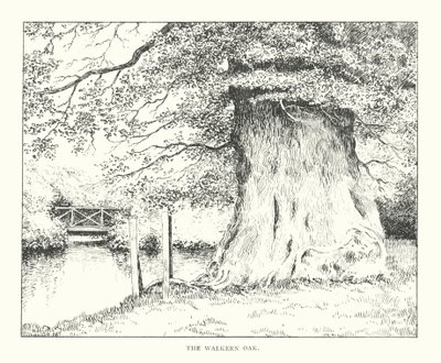 El roble de Walkern (litografía) de Duncan Moul