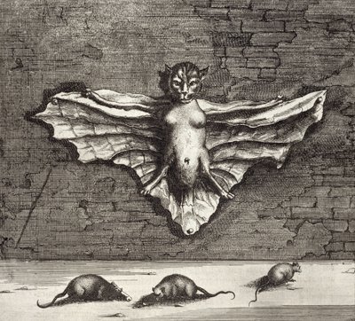 Un murciélago conocido como gato volador, de China Ilustrada por Athanasius Kircher (1601-80) 1667 de Dutch School