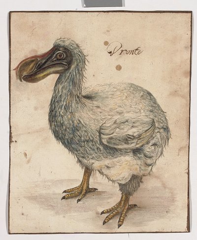 Un dodo de Dutch School