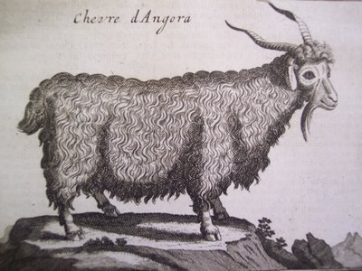 Cabra de Angora, de Relación de un Viaje al Levante por Joseph Pitton de Tournefort, Ámsterdam, 1718 de Dutch School