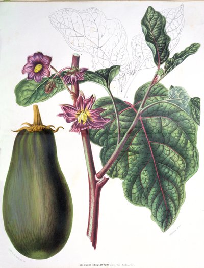 Berenjena, lámina botánica de Flore des Jardins du Royame des Pays-Bas por A. W. Sythoff, 1860 de Dutch School