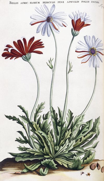 Bellis Afric: ... de Dutch School