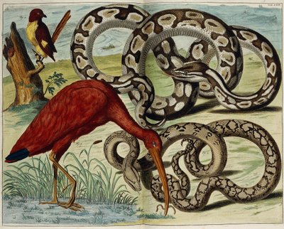 Aves y serpientes, lámina 62, de "Locupletissimi Rerum Naturalium Thesauri Accurata Descriptio", 1734-1765 de Dutch School